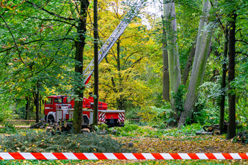 tree services